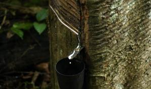 Calzado de lujo impulsa el caucho sostenible en la Amazon&iacute;a
