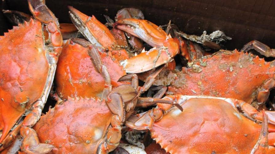 Inglaterra investiga la muerte de miles de cangrejos y langostas en su costa Inglaterra investiga la muerte de miles de cangrejos y langostas en su costa