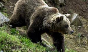 Más de 40 osos pardos sacrificados en Eslovaquia para evitar ataques a la población