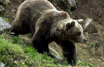 Más de 200 osos pardos fueron sacrificados en Eslovenia en 2022