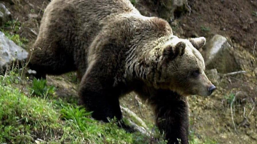 Más de 40 osos pardos sacrificados en Eslovaquia para evitar ataques a la población