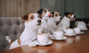 ¿Quieres ir a comer a un restaurante con tu mascota?