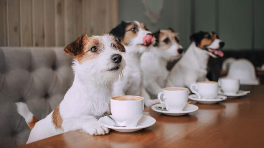 ¿Quieres ir a comer a un restaurante con tu mascota?