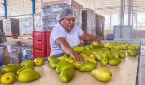 México alcanza el quinto puesto a nivel mundial en producción de mango