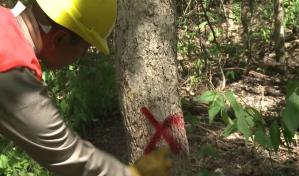 Multinacionales invierten recursos para capturar CO2 en los bosques de Argentina