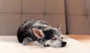 A mi perro se le cae el pelo