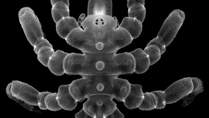 Las arañas marinas pueden regenerar partes de su cuerpo, señala estudio