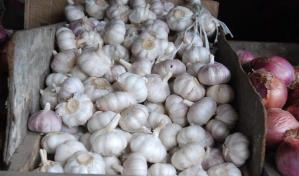 En 2024, Rep&uacute;blica Dominicana podr&iacute;a ser autosuficiente en la producci&oacute;n de ajo