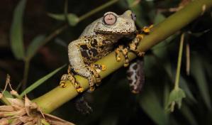 Descubren en Ecuador una rana y la nombran en honor al escritor J.R.R.Tolkien