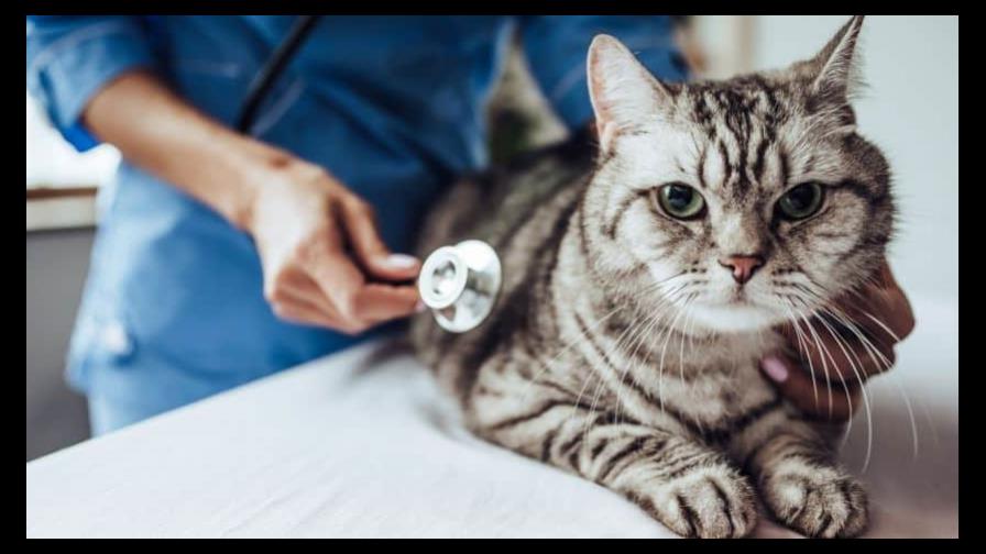 Píldora promete facilitar tratamiento de diabetes en gatos Píldora promete facilitar tratamiento de diabetes en gatos