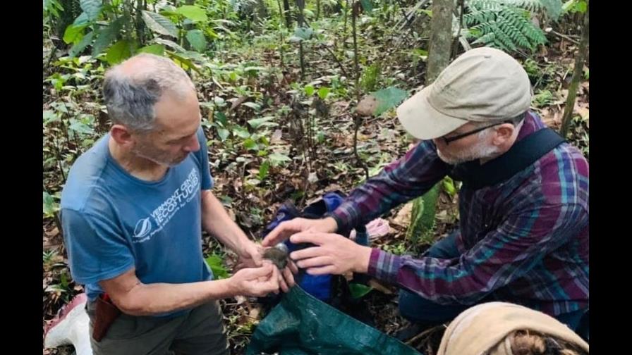 Científicos colocaron transmisores en el país a zorzales migratorios