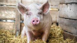 EE. UU. recuerda que el salami y productos derivados del cerdo no pueden llevarse en el equipaje