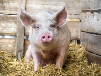 Medidas sanitarias de EE. UU. prohíben salami y cerdo en equipaje