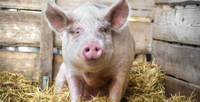 EE. UU. recuerda que el salami y productos derivados del cerdo no pueden llevarse en el equipaje