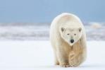 Ataque de oso en Alaska renueva interés en el patrullaje Ataque de oso en Alaska renueva interés en el patrullaje