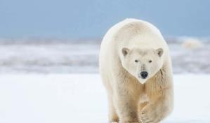 Ataque de oso en Alaska renueva interés en el patrullaje