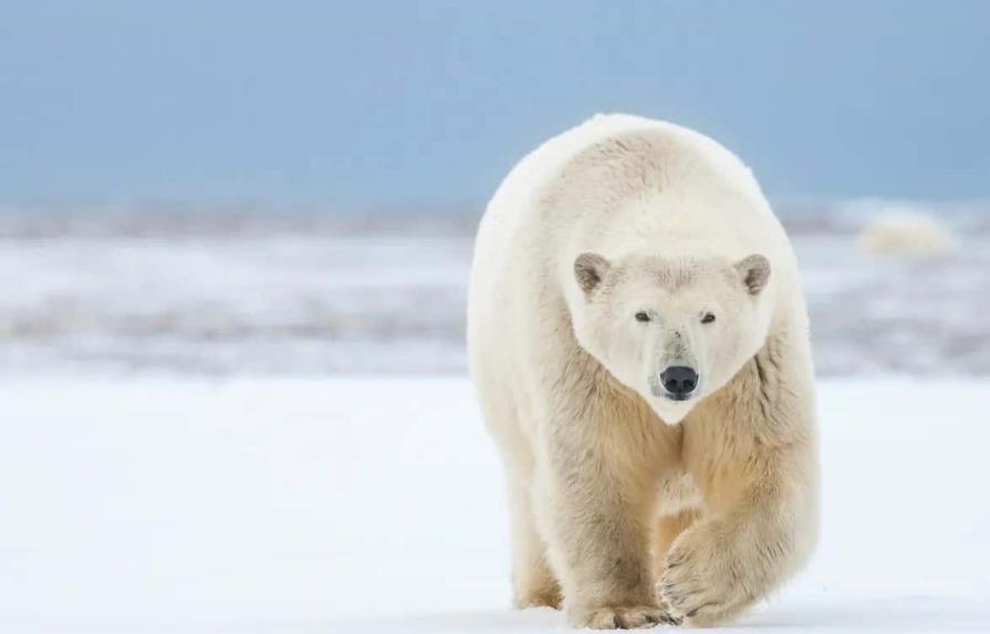 Ataque de oso en Alaska renueva interés en el patrullaje