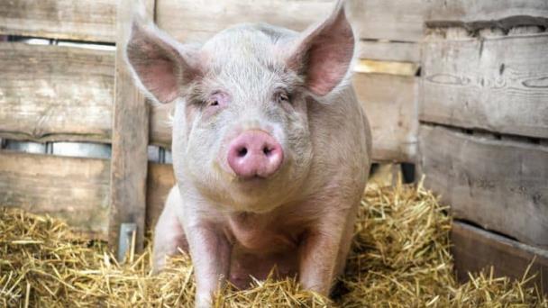 Cerdo causa muerte a carnicero que iba a sacrificarlo en China