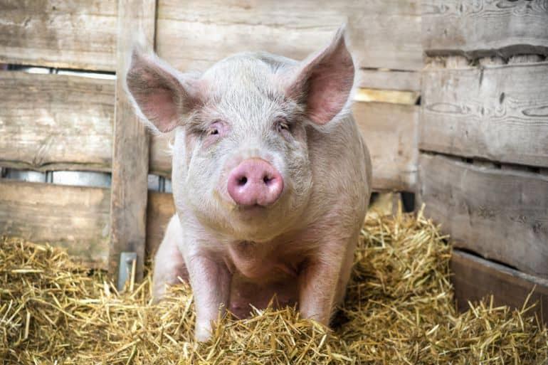 Cerdo causa muerte a carnicero que iba a sacrificarlo en China
