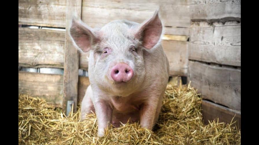 Cerdo causa muerte a carnicero que iba a sacrificarlo en China