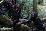 Los humanos pueden comprender los gestos de chimpancés y bonobos, según estudio