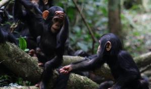 Los humanos pueden comprender los gestos de chimpancés y bonobos, según estudio
