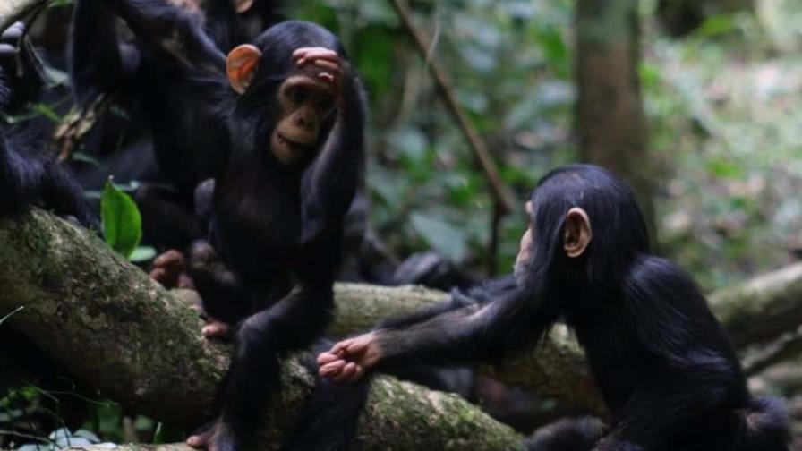 Los humanos pueden comprender los gestos de chimpancés y bonobos, según estudio