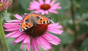 ¿Cuánto viven las mariposas?