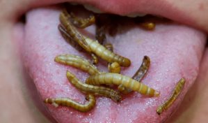 La Unión Europea autoriza dos insectos para consumo humano