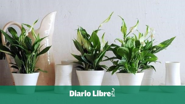 Plantas de interior que no necesitan luz del sol