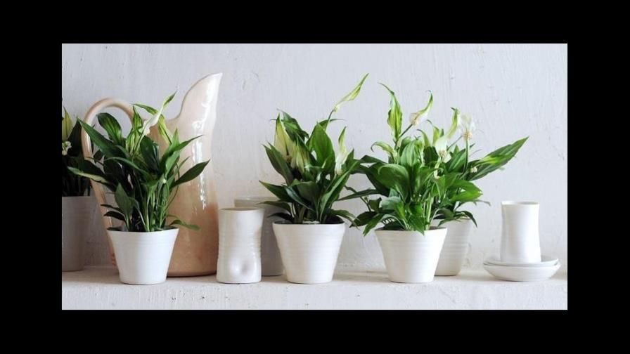 Plantas de interior que no necesitan luz solar