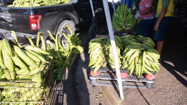 El precio del plátano disminuiría a partir de febrero