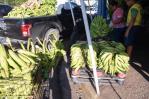 Decreto | Abinader crea comisión para impulsar la producción del plátano