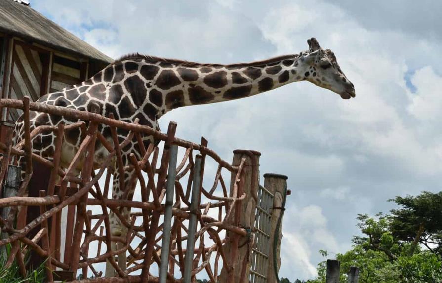 Muere popular jirafa de zoológico decomisado a narcotraficantes en Honduras