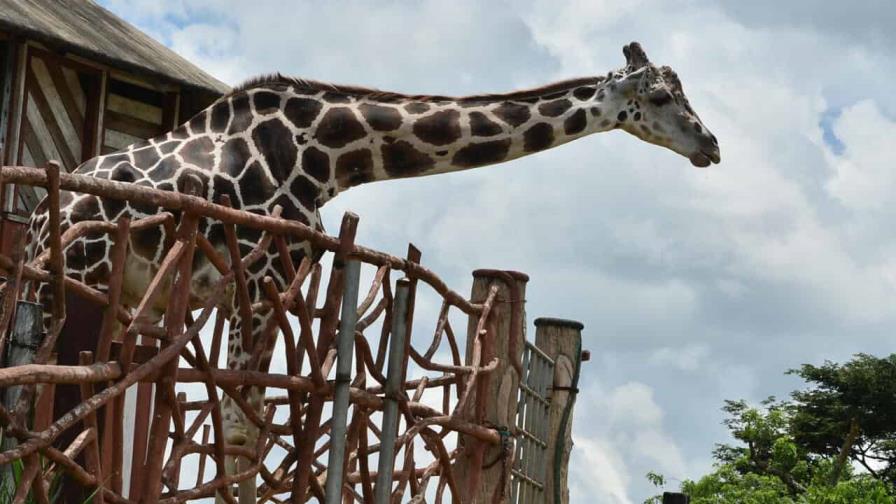 Muere popular jirafa de zoológico decomisado a narcotraficantes en Honduras