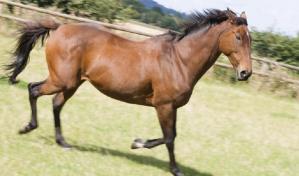 Declaran el caballo de paso higüeyano como raza nacional