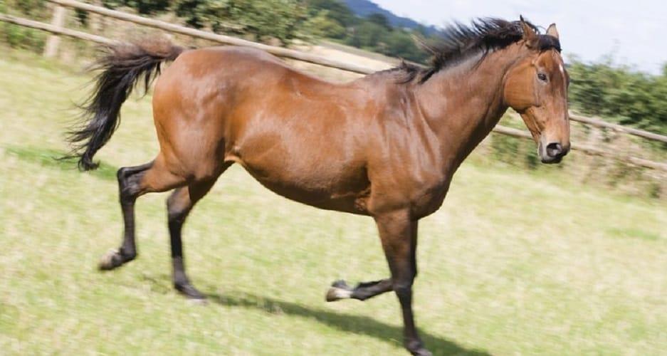 Declaran el caballo de paso higüeyano como raza nacional