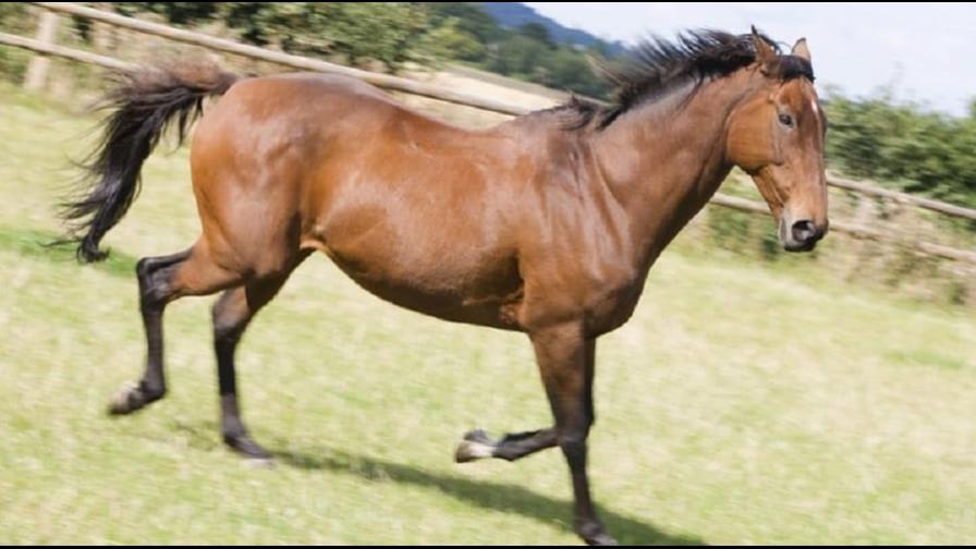Declaran el caballo de paso higüeyano como raza nacional Declaran el caballo de paso higüeyano como raza nacional