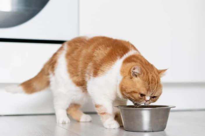 ¿Los gatos pueden comer pescado crudo?