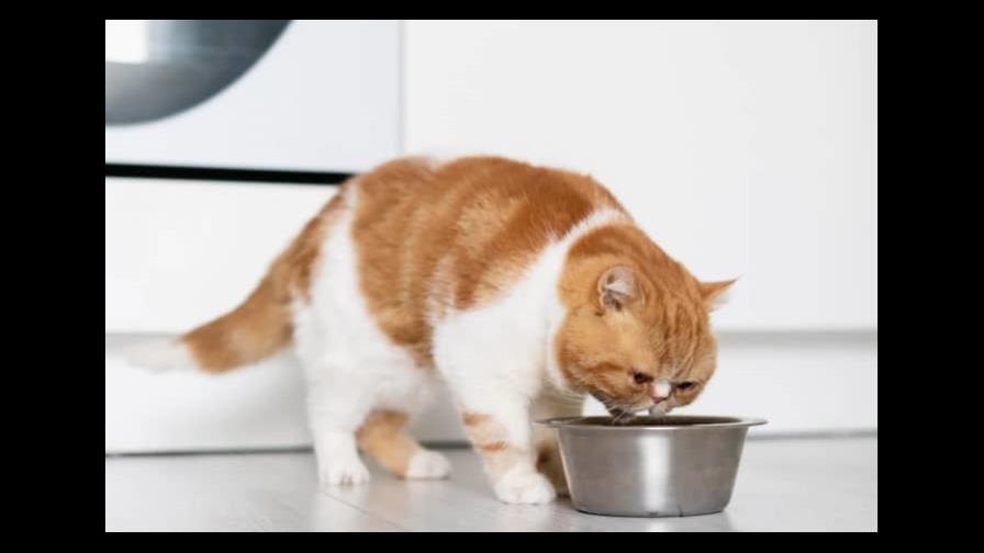 ¿Los gatos pueden comer pescado crudo?