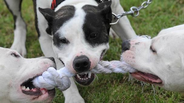 Una pelea entre perros en Miami termina con una mujer herida de bala