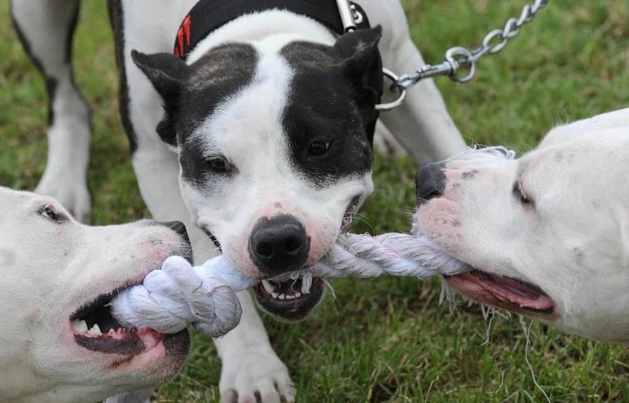 Una pelea entre perros en Miami termina con una mujer herida de bala