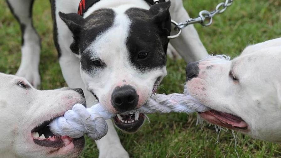 Una pelea entre perros en Miami termina con una mujer herida de bala