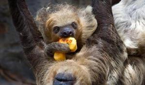 Mueren de fr&iacute;o en un aeropuerto belga tres perezosos que volaban desde Per&uacute;