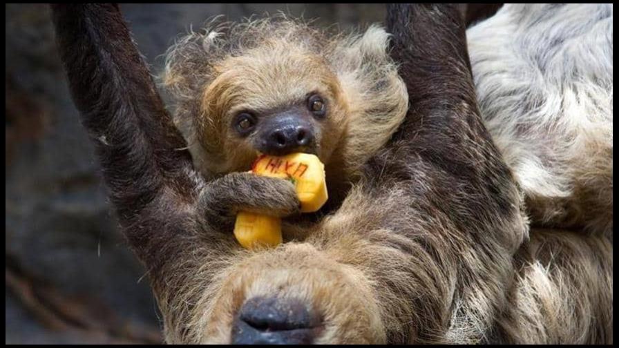 Mueren de frío en un aeropuerto belga tres perezosos que volaban desde Perú