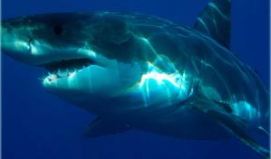 Multan a una bloguera china por cocinar y comerse un tiburón protegido