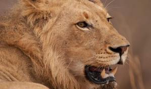 Ataques de grandes carnívoros son más peligrosos en países con menos ingresos