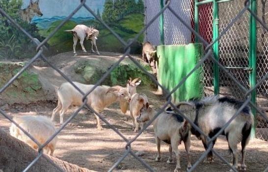 Despiden jefe de zoo de México por vender y cocinar animales