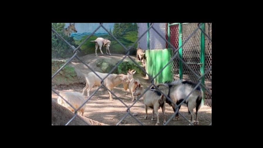 Despiden jefe de zoo de México por vender y cocinar animales