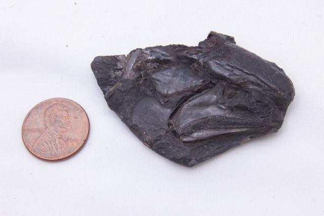 Un pez fosilizado de 319 millones de años revela un cerebro bien conservado